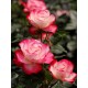 Троянда Ювілей Принца Монако (Роза Jubile du Prince de Monaco)